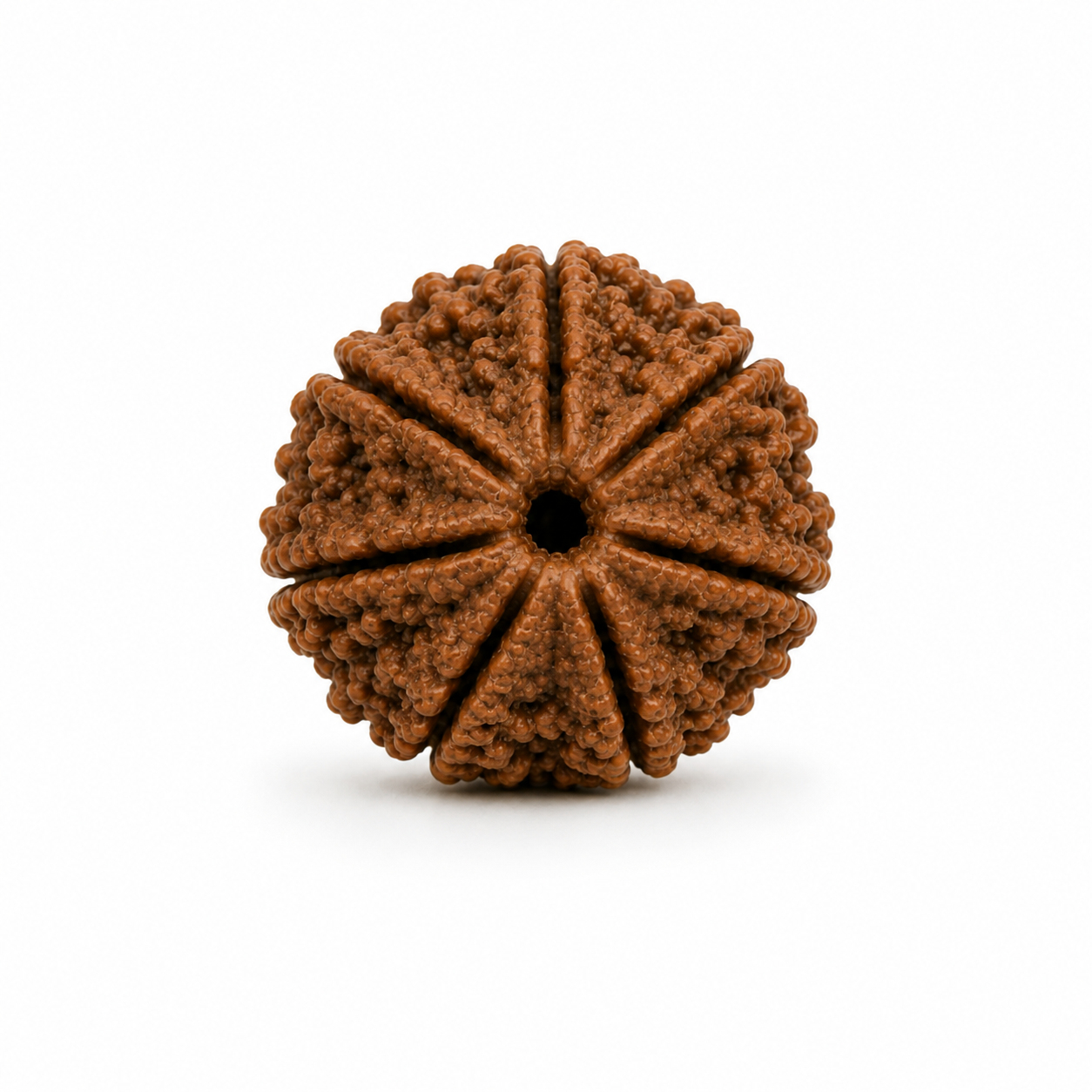 7 Mukhi Rudraksha ( Nepal Origin )
